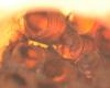 Sarcophaga sp.